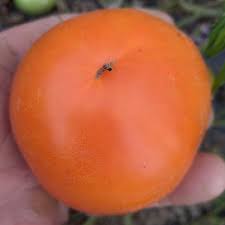 Afbeeldingsresultaat voor caro rich tomato