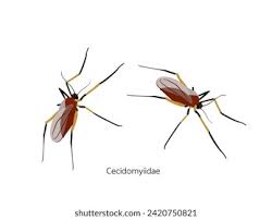 Attēlu rezultāti vaicājumam “Cecidomyiidae”