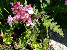 Attēlu rezultāti vaicājumam “Pedicularis palustris fruit”
