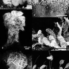 Attēlu rezultāti vaicājumam “Ceratiomyxa fruticulosa plasmodium”