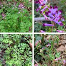 Attēlu rezultāti vaicājumam “Enteridium corticatum”