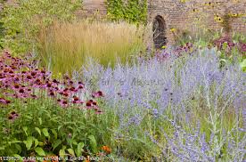 Attēlu rezultāti vaicājumam “Calamagrostis purpurea flower”