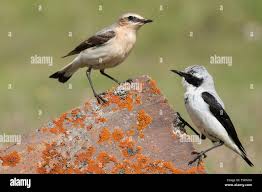 Attēlu rezultāti vaicājumam “Oenanthe oenanthe male”