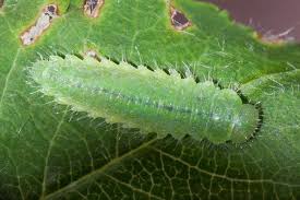 Attēlu rezultāti vaicājumam “Gonioctena”