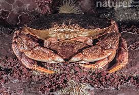 Image result for Cancer irroratus