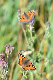 Image result for Small Tortoiseshell