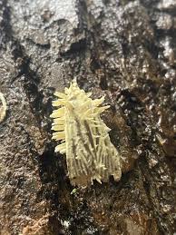 Attēlu rezultāti vaicājumam “Akanthomyces aculeatus”