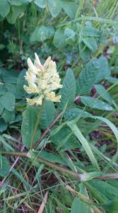Attēlu rezultāti vaicājumam “Astragalus glycyphyllos”