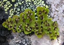 Attēlu rezultāti vaicājumam “Cystopteris fragilis”