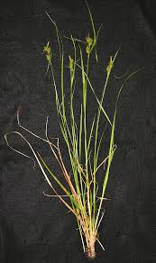 Attēlu rezultāti vaicājumam “Carex flava”