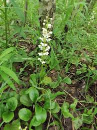 Attēlu rezultāti vaicājumam “Pyrola rotundifolia fruit”
