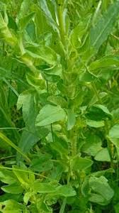 Attēlu rezultāti vaicājumam “Ononis arvensis”