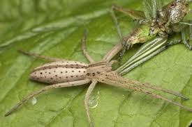 Attēlu rezultāti vaicājumam “Tibellus oblongus”