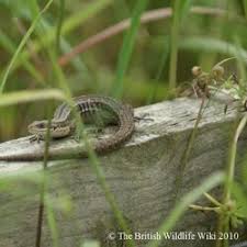 Attēlu rezultāti vaicājumam “Lacerta vivipara juvenile”