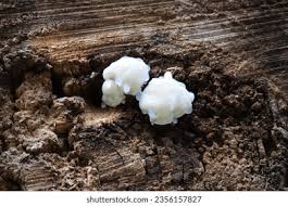 Attēlu rezultāti vaicājumam “Tremella encephala”