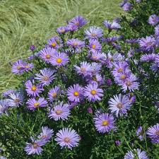 Image result for Aster