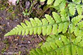 Attēlu rezultāti vaicājumam “Dryopteris dilatata”