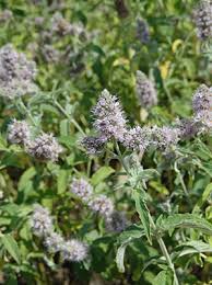 Attēlu rezultāti vaicājumam “Mentha longifolia”