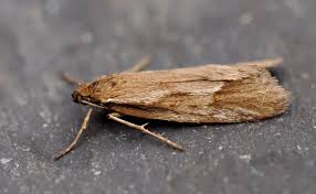 Attēlu rezultāti vaicājumam “Diurnea lipsiella male”