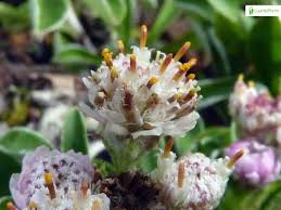 Attēlu rezultāti vaicājumam “Antennaria dioica leaf”
