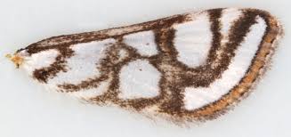 Attēlu rezultāti vaicājumam “Nymphula nitidulata”