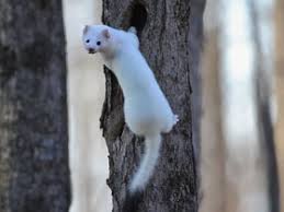 Attēlu rezultāti vaicājumam “Mustela erminea adult”