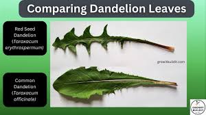 Attēlu rezultāti vaicājumam “Taraxacum suecicum leaf”