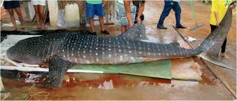 Image result for Rhincodon typus