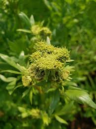 Attēlu rezultāti vaicājumam “Levisticum officinale”