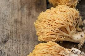 Attēlu rezultāti vaicājumam “Ramaria flava”