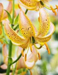 Attēlu rezultāti vaicājumam “Lilium martagon flower”