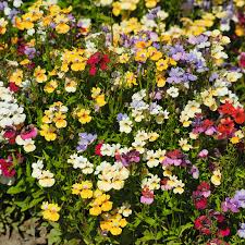 Image result for Elfenspiegel