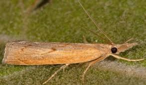 Attēlu rezultāti vaicājumam “Pediasia contaminella”