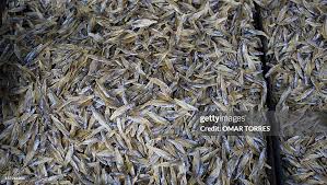 Attēlu rezultāti vaicājumam “Charales”