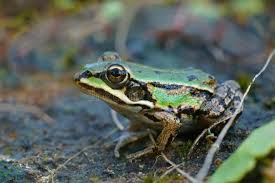 Attēlu rezultāti vaicājumam “Pelophylax adult”