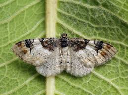 Attēlu rezultāti vaicājumam “Catarhoe cuculata”