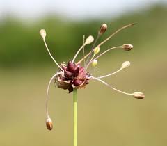 Attēlu rezultāti vaicājumam “Allium oleraceum bud”