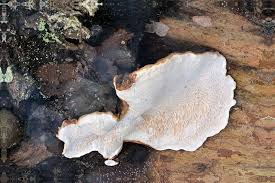 Attēlu rezultāti vaicājumam “Heterobasidion parviporum”