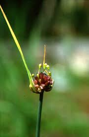 Attēlu rezultāti vaicājumam “Allium oleraceum bud”
