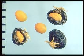 Attēlu rezultāti vaicājumam “Medicago lupulina fruit”