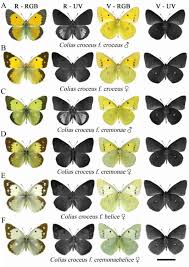 Attēlu rezultāti vaicājumam “Colias croceus underside”