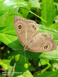 Attēlu rezultāti vaicājumam “Euphydrias aurinia upperside”