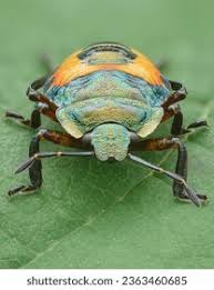 Attēlu rezultāti vaicājumam “Troilus luridus”