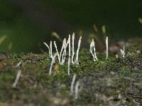 Attēlu rezultāti vaicājumam “Multiclavula mucida”