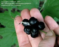 Attēlu rezultāti vaicājumam “Actaea spicata fruit”