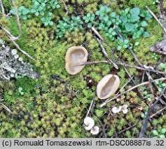 Attēlu rezultāti vaicājumam “Sowerbyella radiculata”