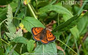 Attēlu rezultāti vaicājumam “Lycaena dispar”