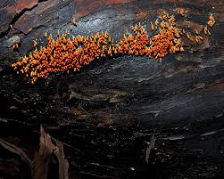 Attēlu rezultāti vaicājumam “Leocarpus fragilis spores”