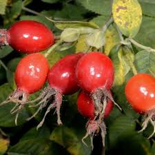 Attēlu rezultāti vaicājumam “Rosa subcanina fruit”