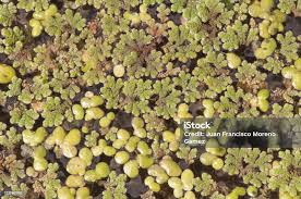 Attēlu rezultāti vaicājumam “Lemna gibba”